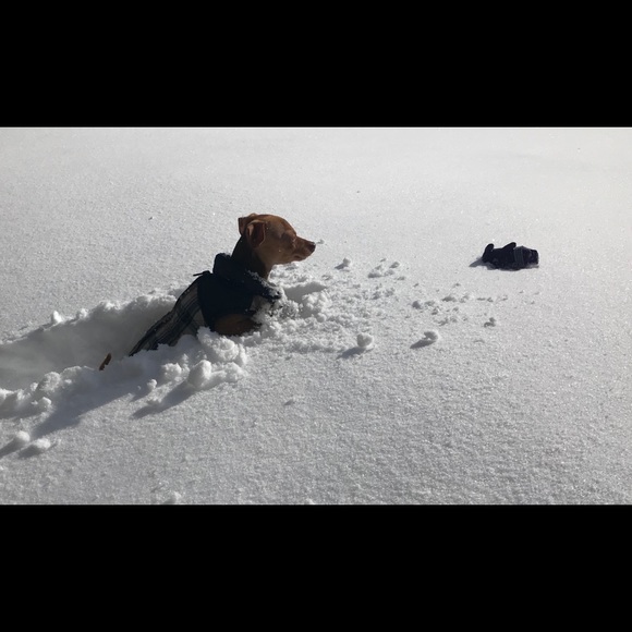 Posh Ambassador Andrea & her 🐶🐶 assistants! - Picture 5 of 7